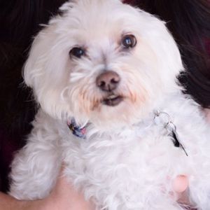 Meet your Posher, Wendy